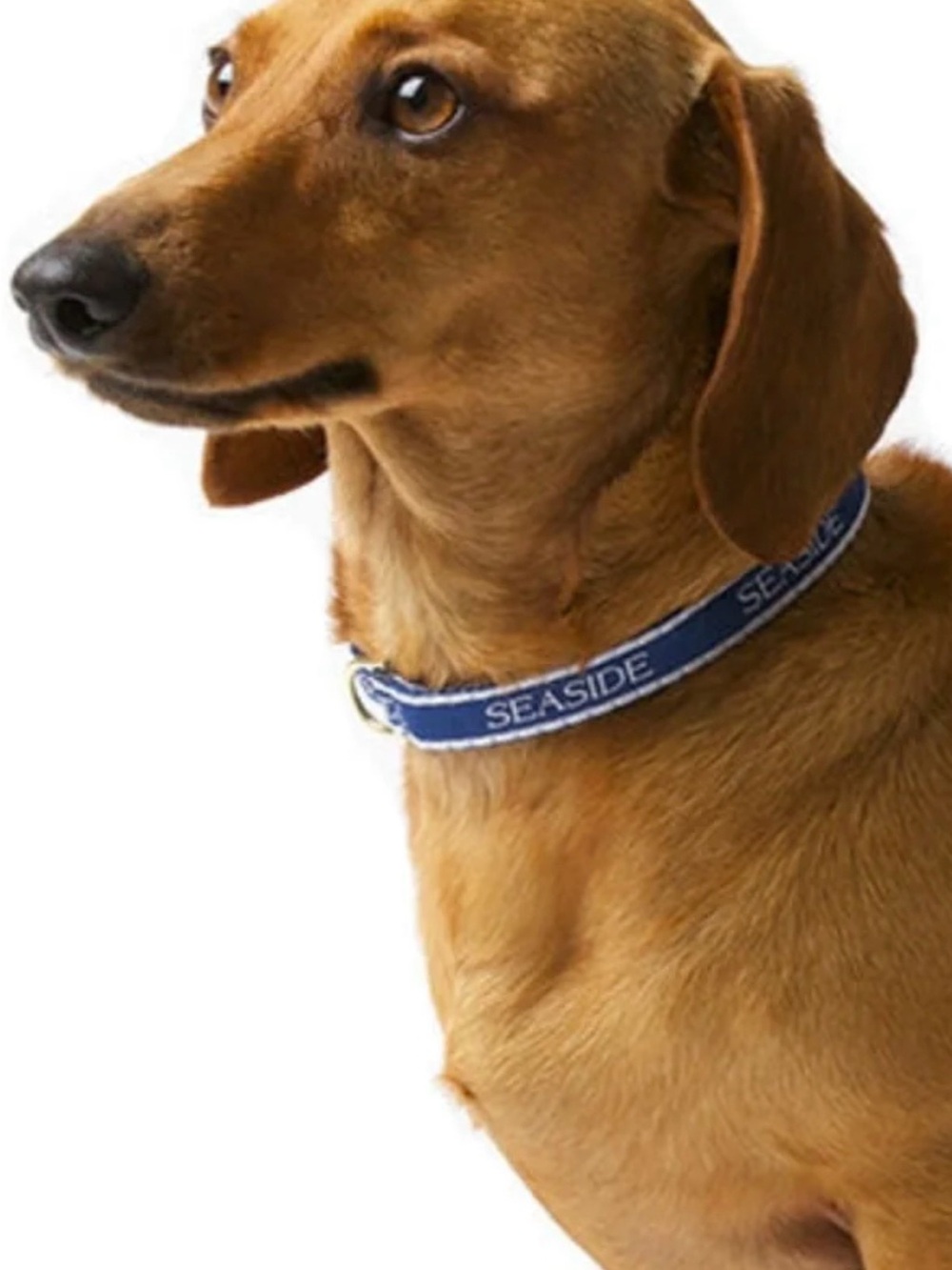 The Seaside Style Navy 14 Inch Teacup Collar